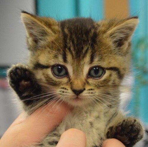 Humane Society of Oakville, Milton & Halton — veterinary care in Oakville (photo 1)