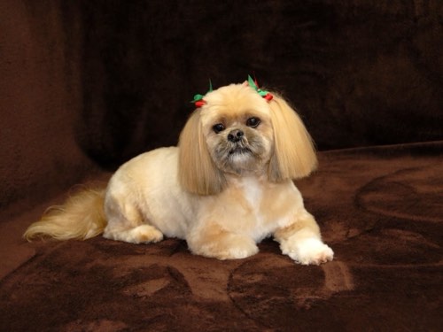 Pets N Groom Inc — pet grooming in Burlington (photo 1)