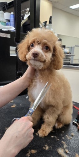 Pets N Groom Inc — pet grooming in Burlington (photo 2)