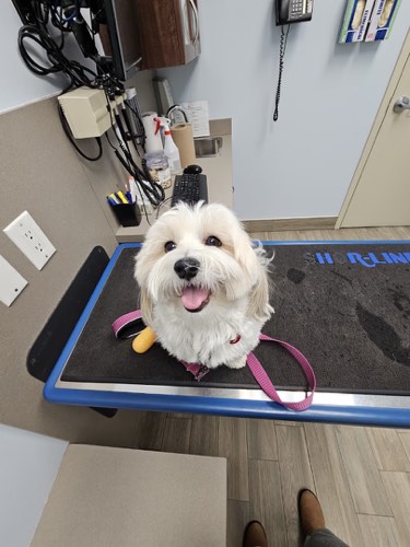 Oakpark Pet Hospital — veterinary care in Oakville (photo 2)